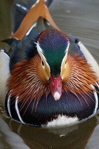 Swim ornamental duck male photo