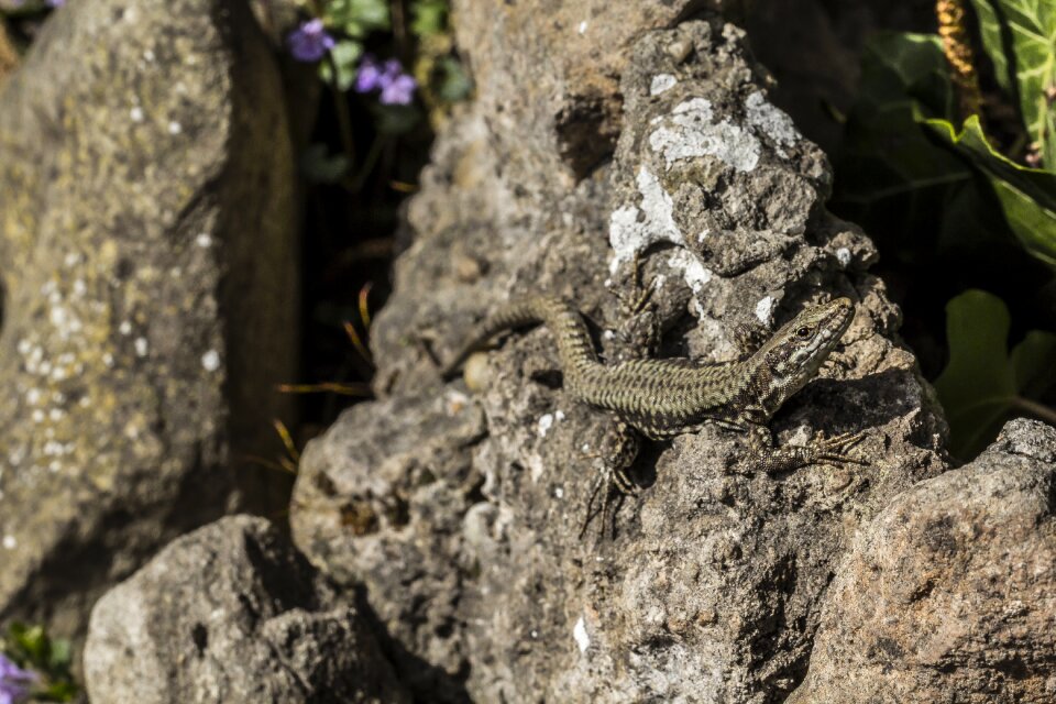 Reptile nature wildlife