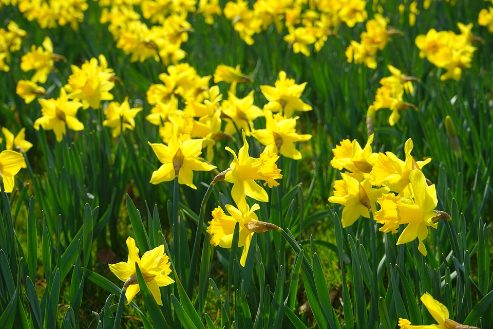 Blossom bloom yellow photo