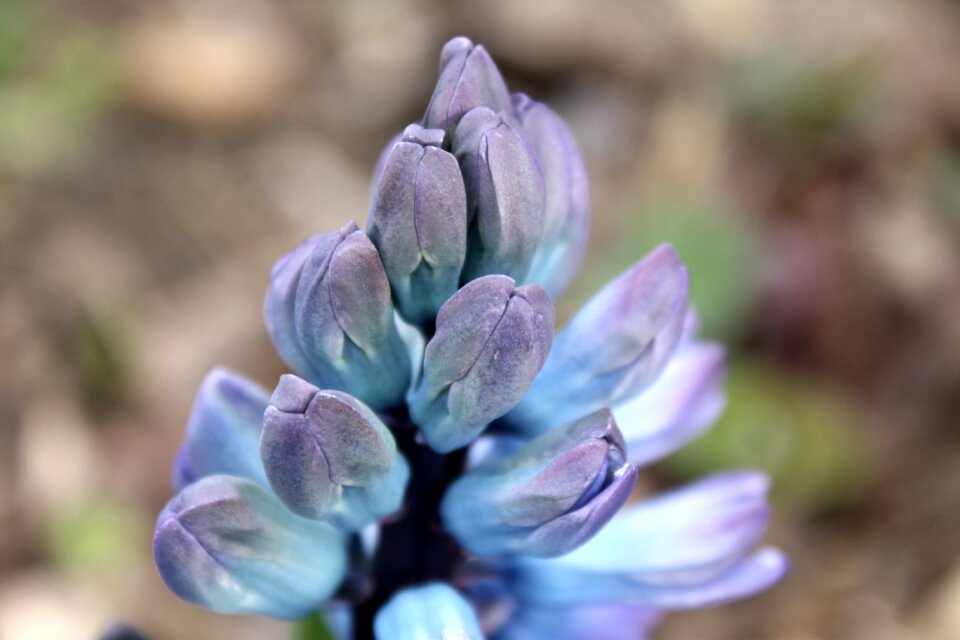 Flower nature garden