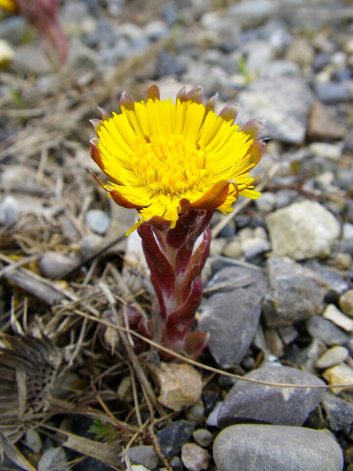 Spring yellow spring flower