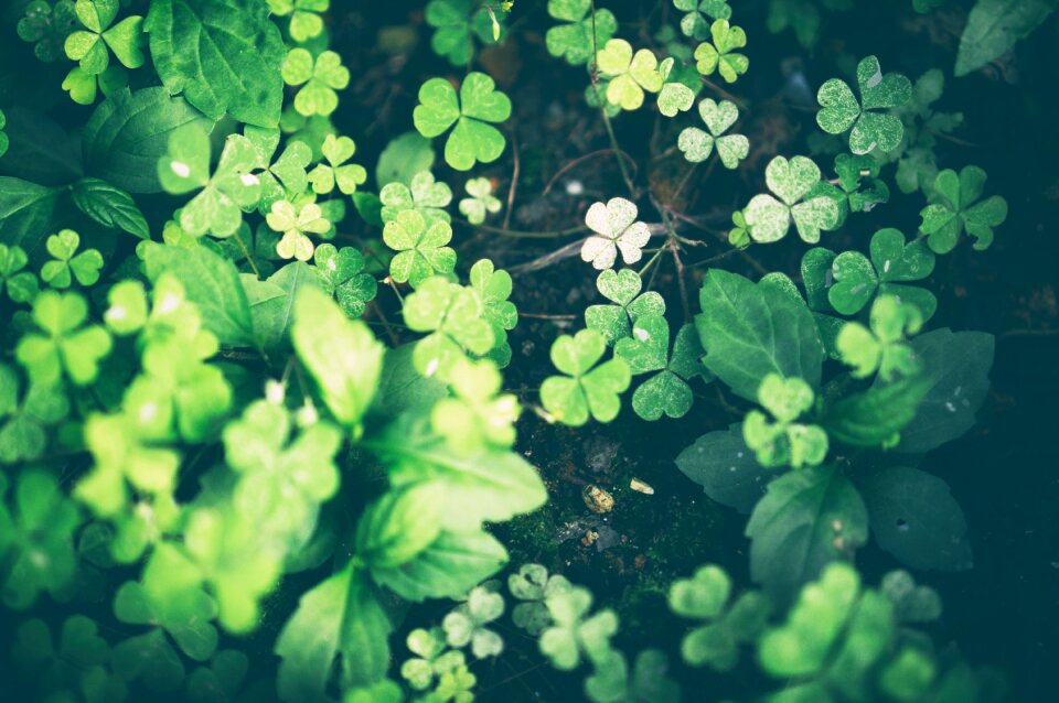 Green grass green leaf