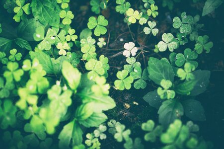 Green grass green leaf
