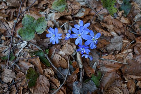 Blue forest floor ground