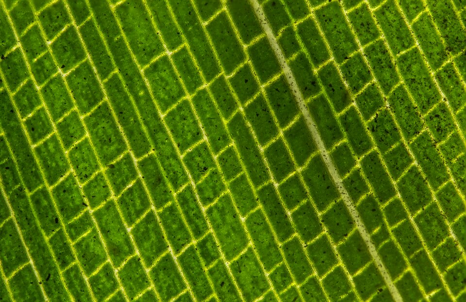 Nature fresh close