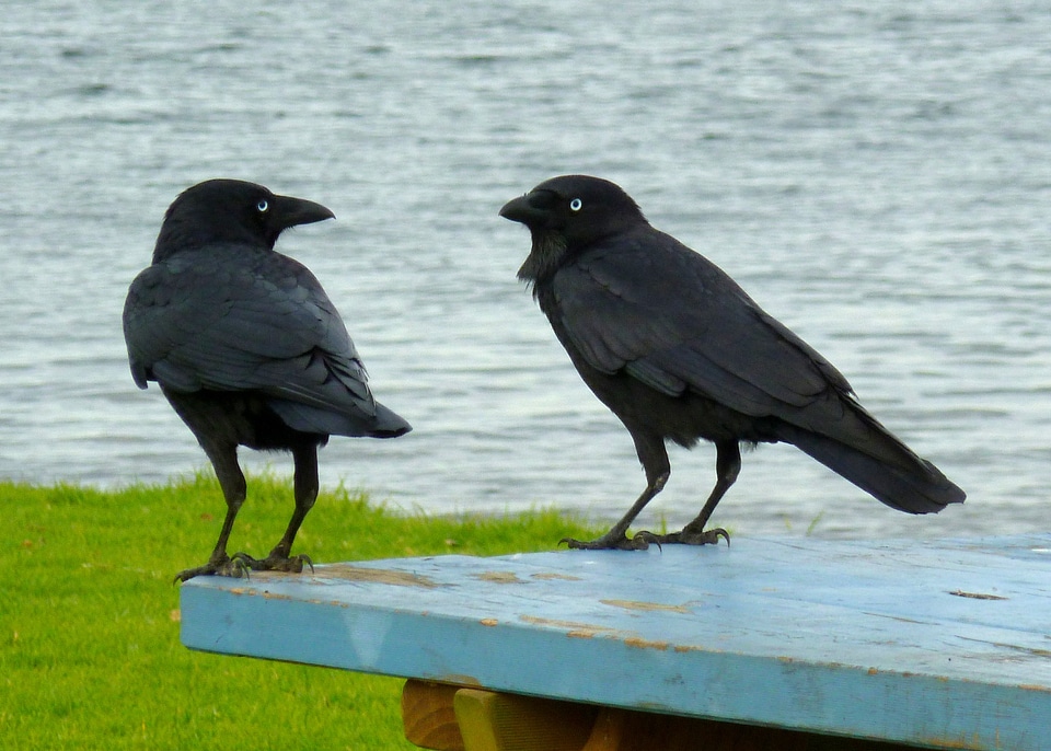 Talking communication birds