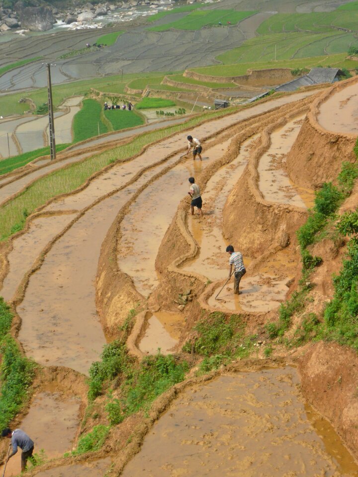 Vietnam landscape agriculture