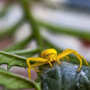 Spider macro closeup photo