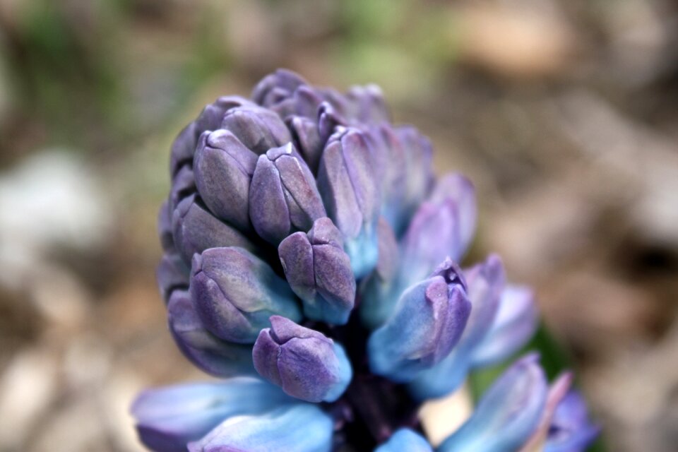 Violet garden blooming
