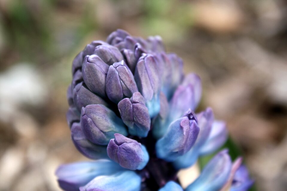 Violet garden blooming photo