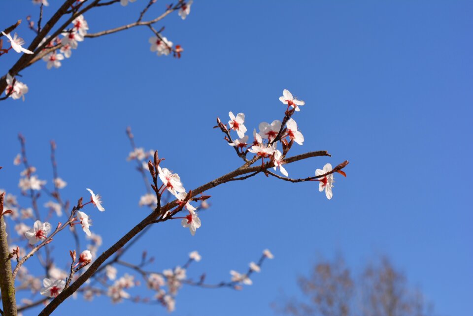 Spring flower spring pink