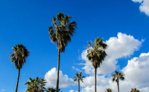 Palms sky blue