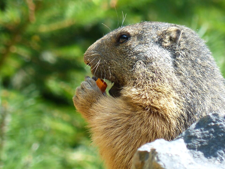 Marmot wildlife animal