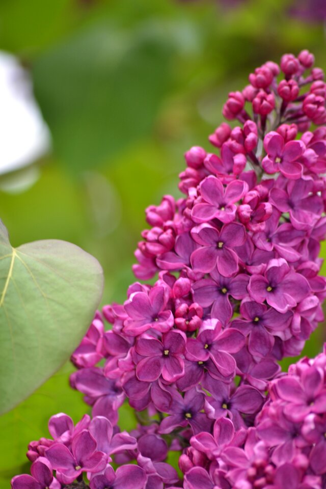 Spring may flowers