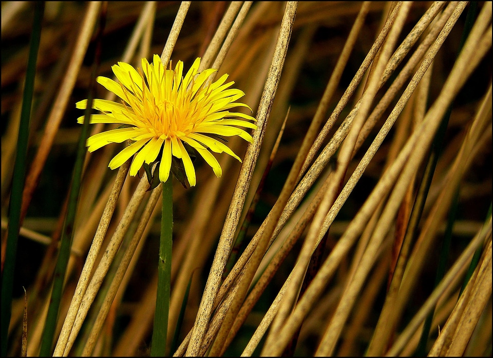 Plant meadow yellow