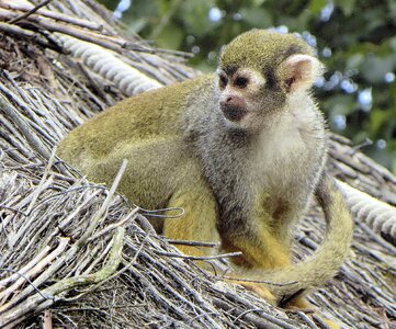 Animal primate monkey photo