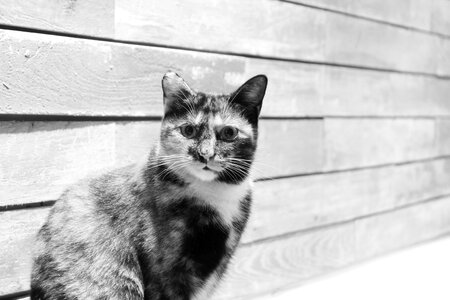Meow meow black and white accidental photo