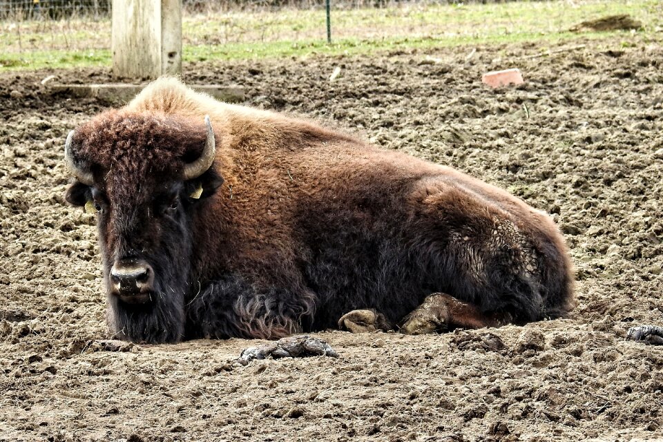 Buffalo wild american buffalo