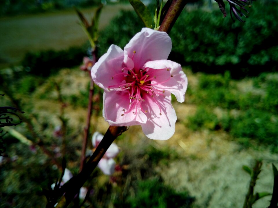 Tree almond flower almond branch in bloom