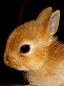 Hare baby pet sweet