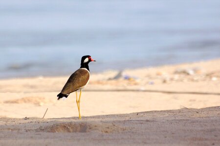 Sea birds poultry