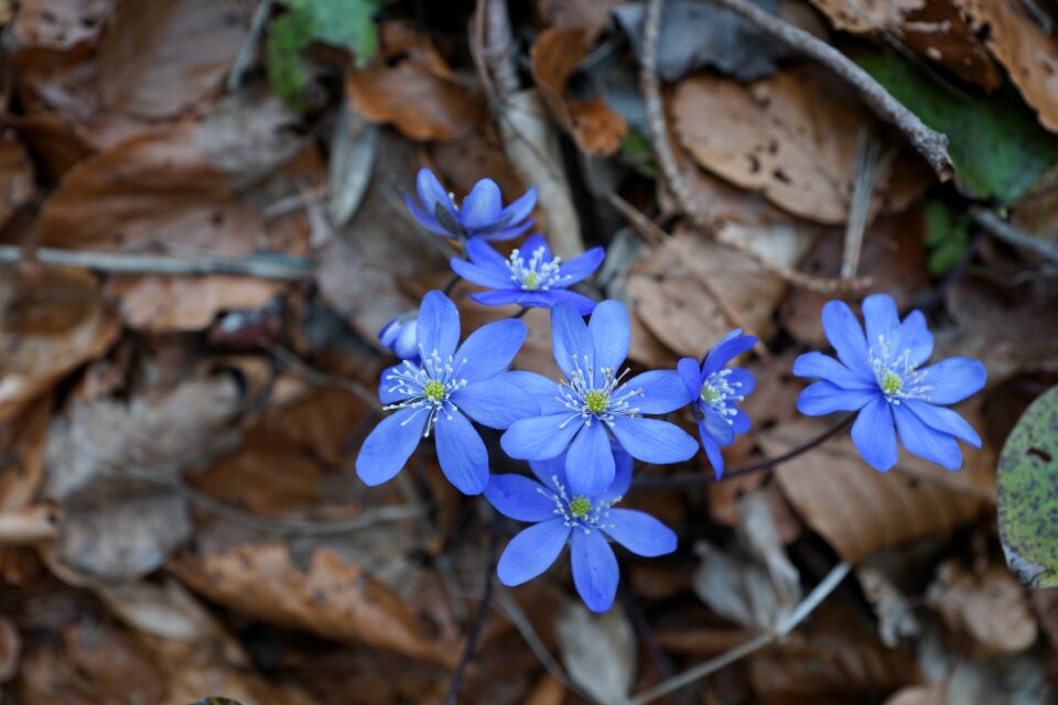 Blue forest floor ground