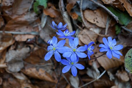 Blue forest floor ground