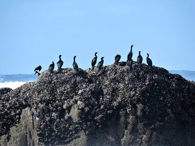 Sea ocean bird