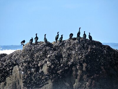 Sea ocean bird photo