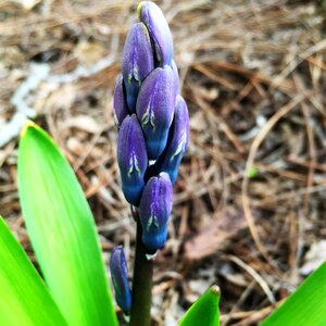 Season spring flower nature