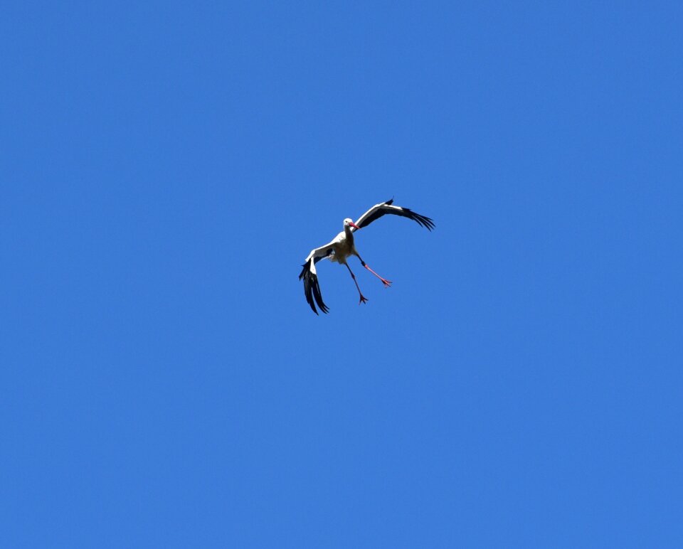 Black white bill rattle stork