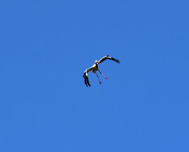Black white bill rattle stork