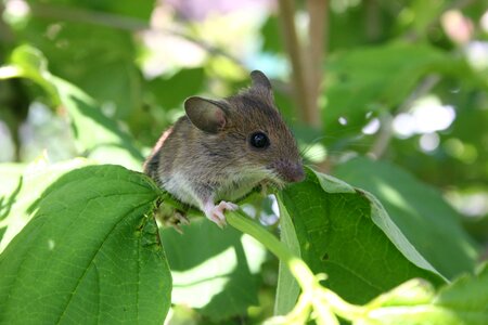 Cute baby mouse rodent photo