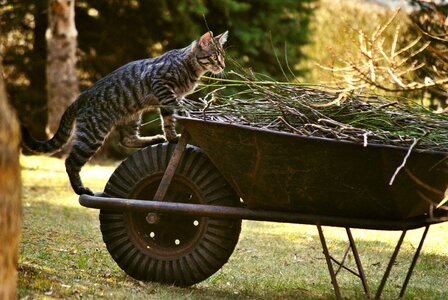 Cute pet funny