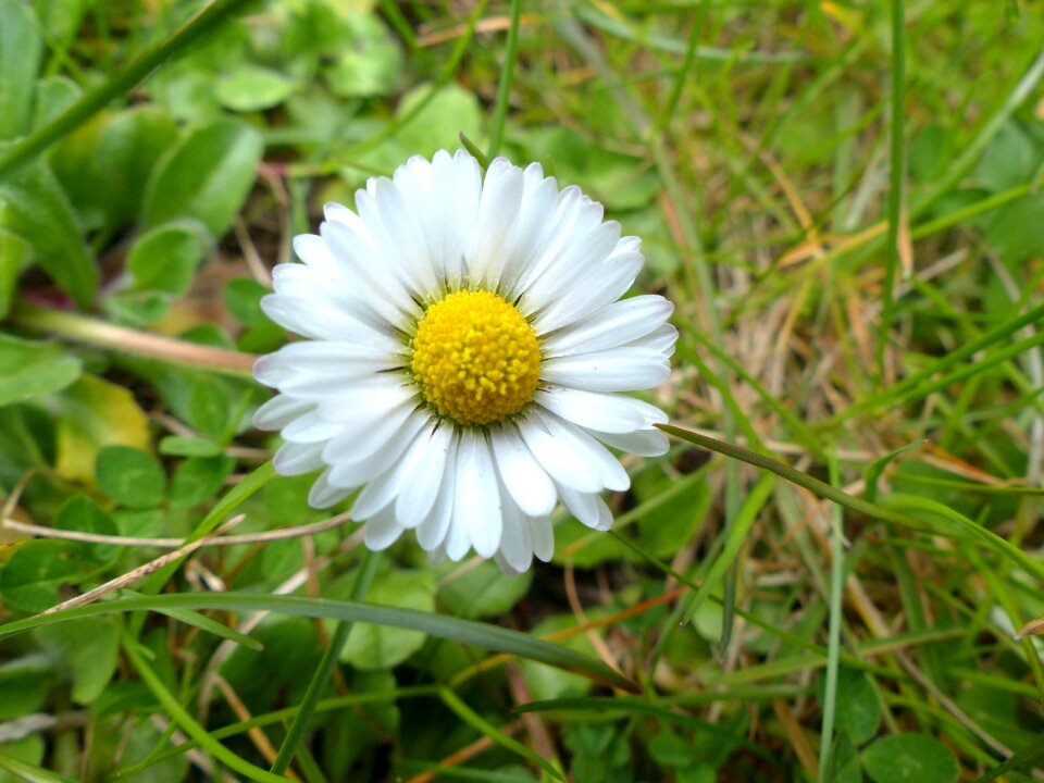 Bloom spring white photo