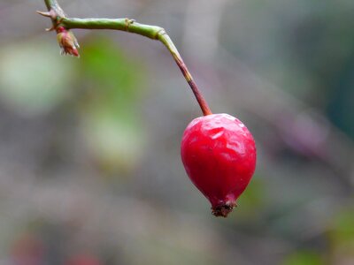 Rosa red nature
