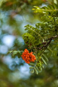 Orange plant nature