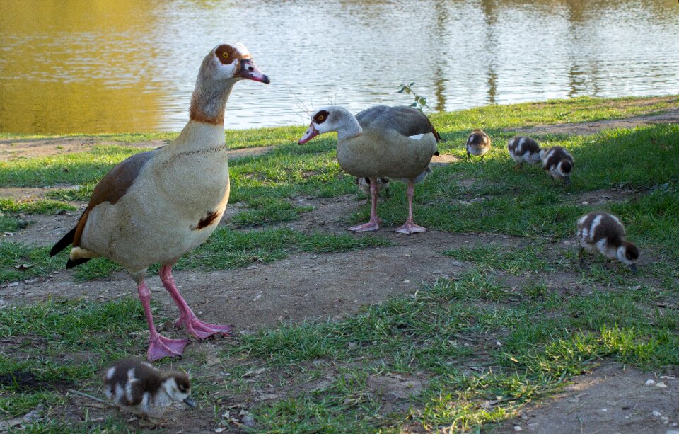 Pond spring wild goose