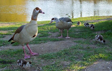 Pond spring wild goose photo