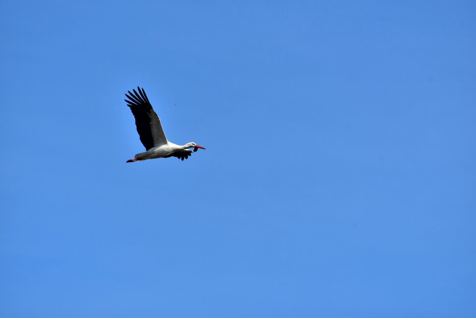 Black white bill rattle stork