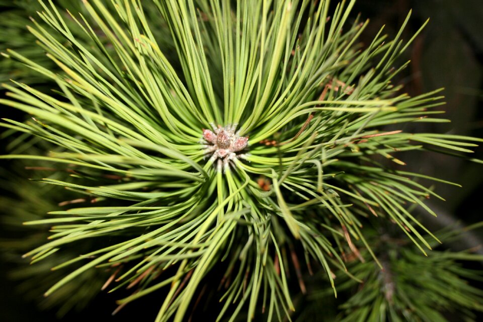 Forest nature evergreen