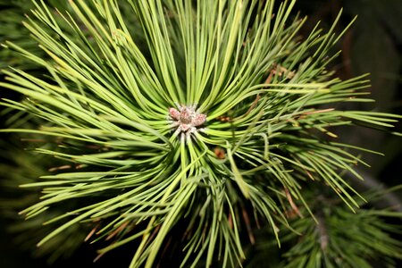 Forest nature evergreen