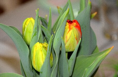 Flowers bud awakening