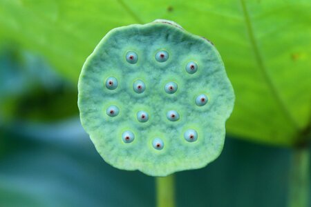 Lotus 蓮 peng weird
