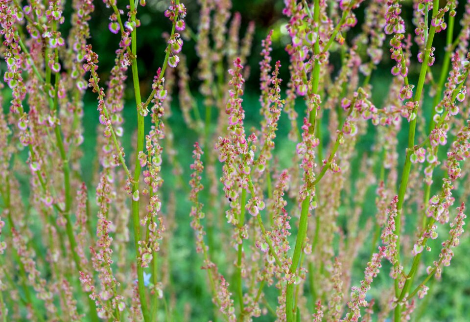 Nature spring plant