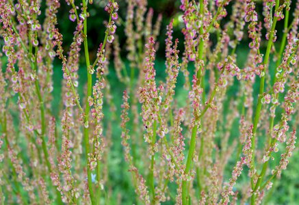 Nature spring plant
