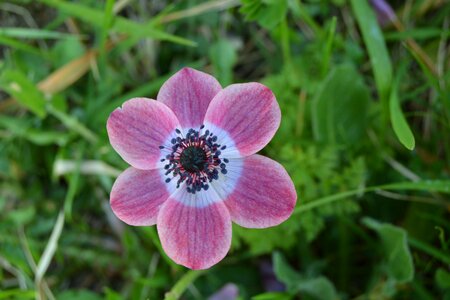 Violet bloom color
