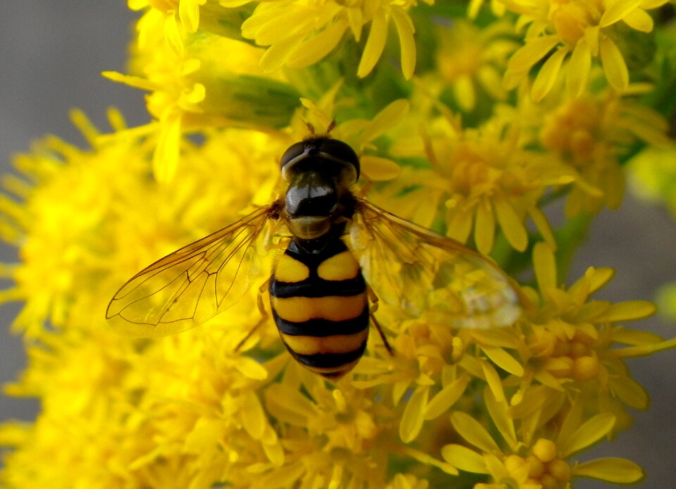 Hoverfly insect macro