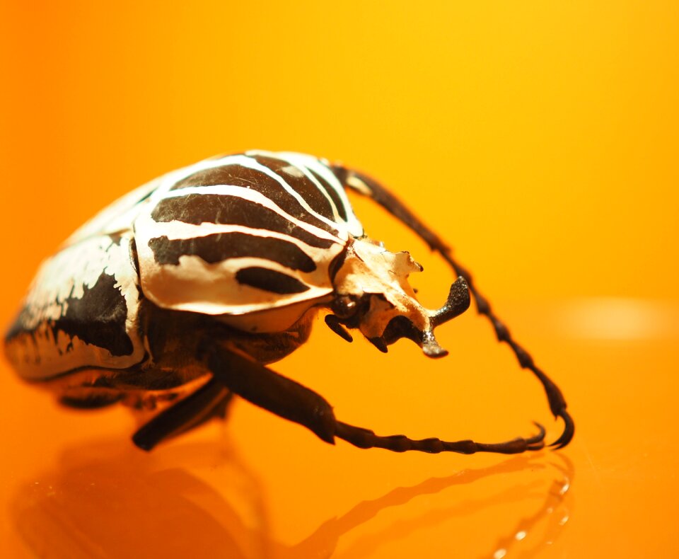 Bug orange nature