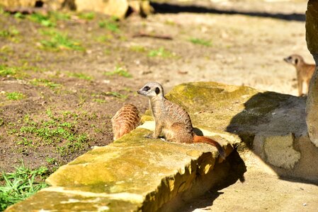 Animal watch social